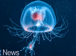 Il segreto della vita eterna esiste ed è nel mare