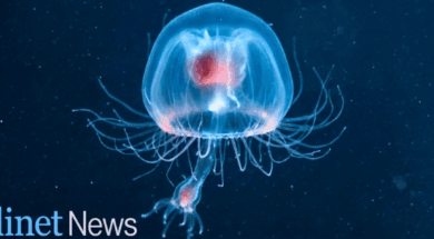 Il segreto della vita eterna esiste ed è nel mare