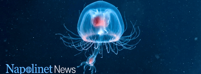 Il segreto della vita eterna esiste ed è nel mare: vi presentiamo l’unica creatura che non muore mai